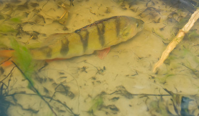 Image showing Perch