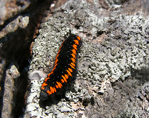 Image showing Parnassius apollo