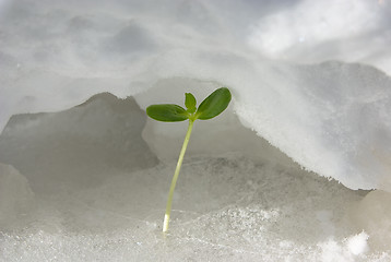 Image showing Green sprout on snow 