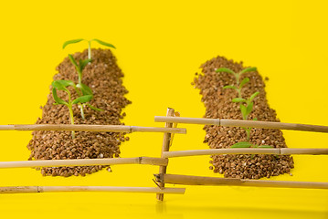 Image showing vegetable patches behind a fence