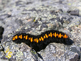 Image showing Parnassius apollo