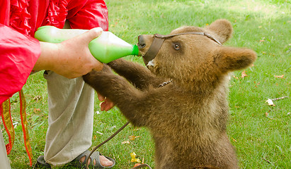 Image showing circus bear