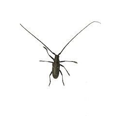 Image showing capricorn beetle 