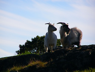 Image showing Mountain farm goats