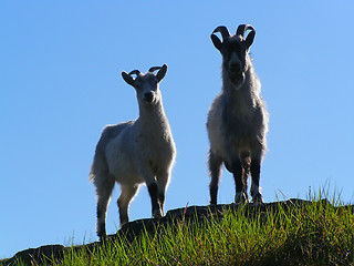 Image showing Mountain farm goats
