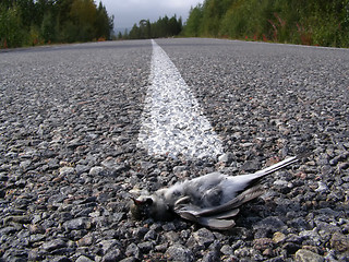 Image showing The killed bird