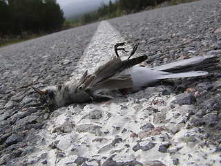 Image showing The killed bird