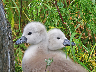 Image showing Swans - lovely disgusting ducklings