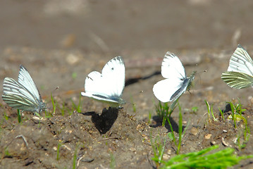 Image showing Aporia crataegi