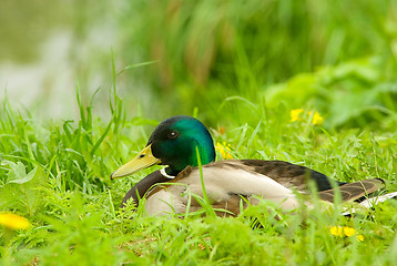 Image showing Male of  mallard