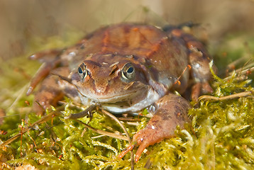 Image showing moor frog 