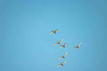 Image showing flight of swans 