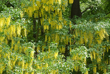 Image showing Blossoming acacia