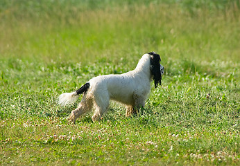 Image showing Involved spaniel
