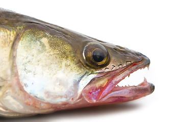 Image showing pike perch