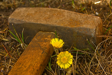 Image showing Hammer & first spring flowers 