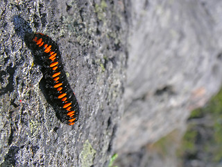 Image showing Parnassius apollo