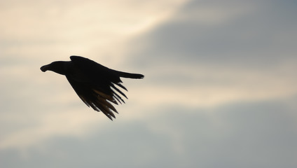 Image showing Witches crow