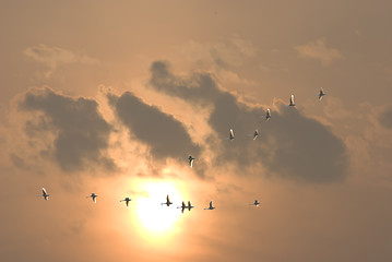 Image showing Autumn migration of birds