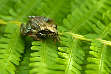 Image showing young frog