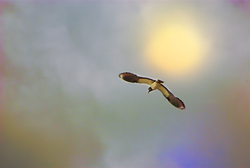 Image showing Lapwing