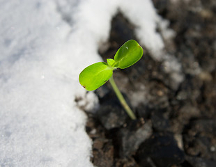 Image showing The first spring shoots 