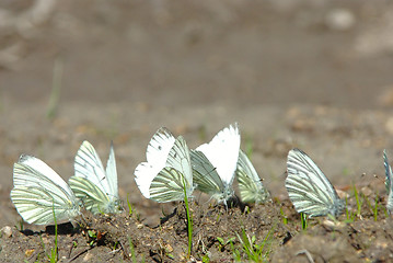 Image showing Aporia crataegi