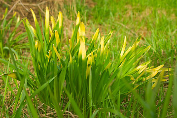 Image showing Grassy plant