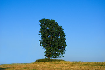 Image showing Lonely tree 