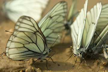 Image showing Aporia crataegi 