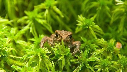 Image showing young toad look