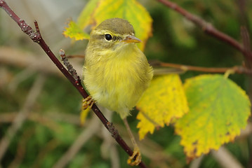 Image showing chiffchaff 