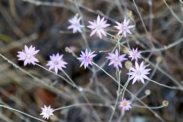 Image showing light violet flower