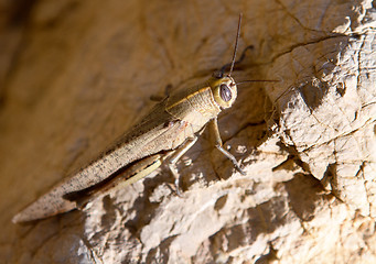 Image showing Brown locust