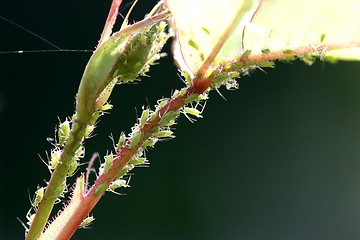 Image showing Aphids on rose-backlit