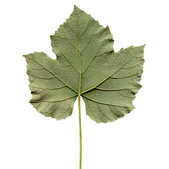 Image showing Vitis leaf