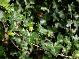 Image showing Ivy