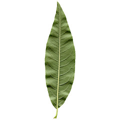 Image showing Peach leaf