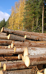 Image showing Stacked Wood with Autumn Forest Background