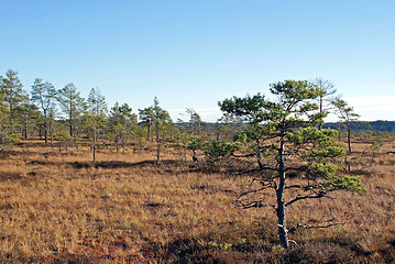 Image showing Turf Bog Landscape In Finland