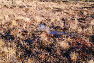 Image showing Ground Frost on Bog