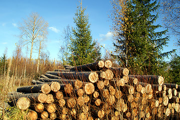 Image showing Pile of Spruce Logs and Spruce Trees