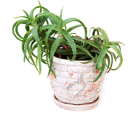 Image showing Flower aloe in clay pot