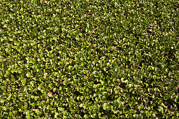 Image showing Carpet of water hyacinth