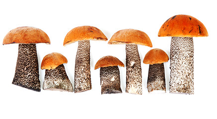 Image showing Timber fresh mushrooms