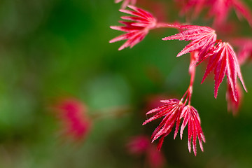 Image showing Spring colors