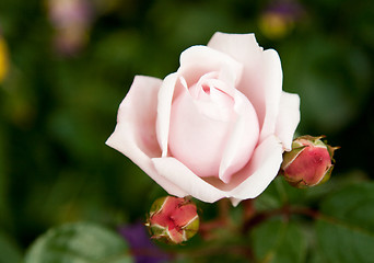 Image showing Flower rose