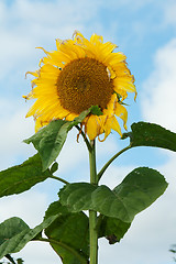 Image showing Mature sunflower on background sky