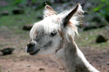 Image showing Alpaka Alpaca 