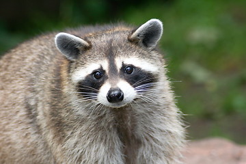 Image showing Raccoon Portrait